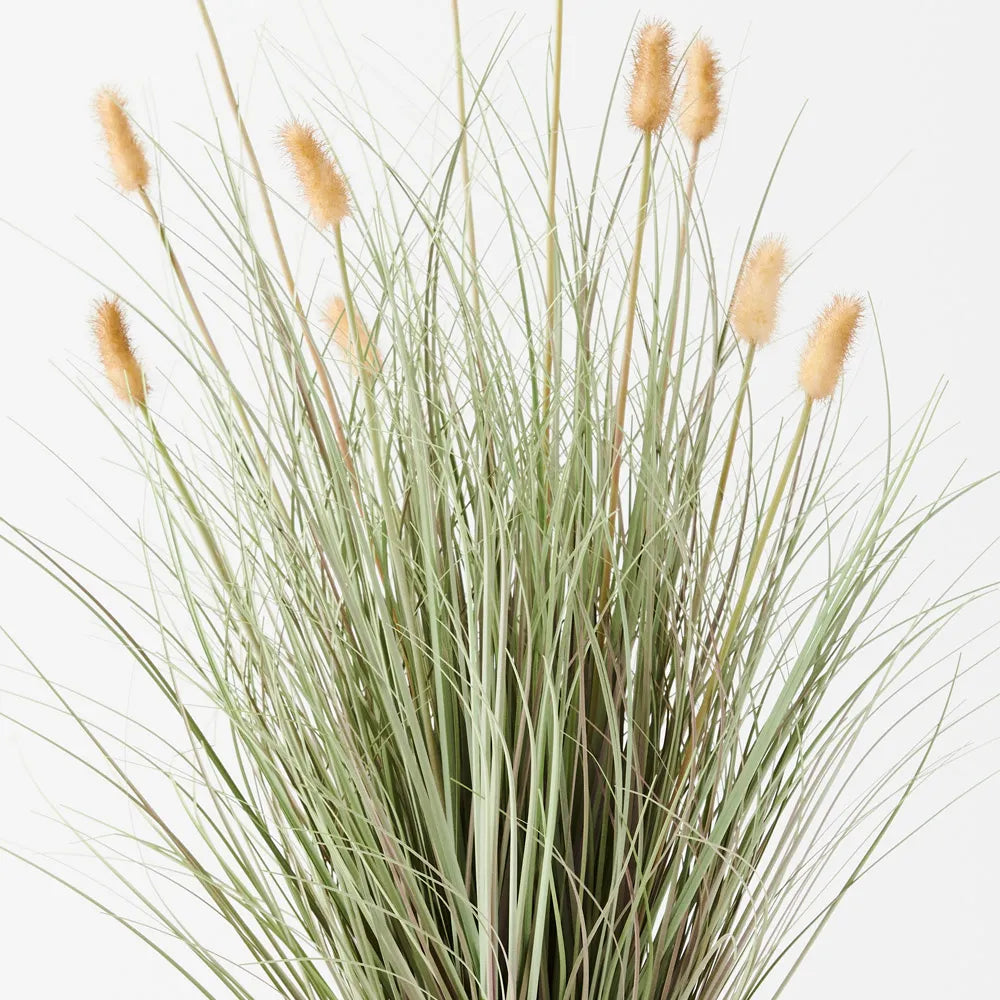 Bunny Tail Grass Plant
