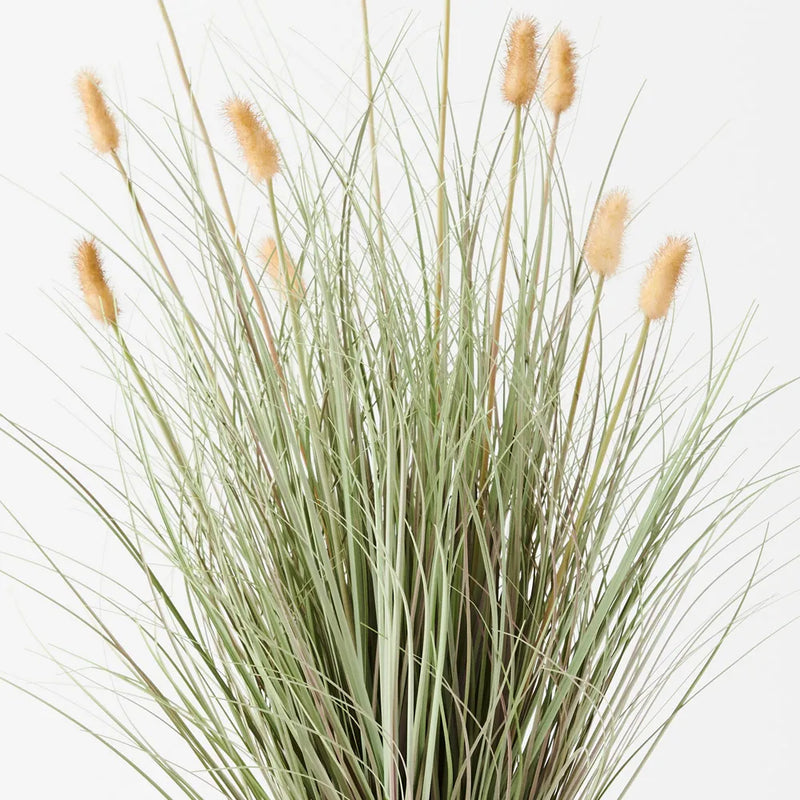 Bunny Tail Grass Plant