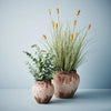 Bunny Tail Grass Plant