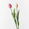 Tulip Bud & Bloom | Fuchsia