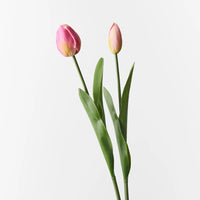 Tulip Bud & Bloom | Fuchsia
