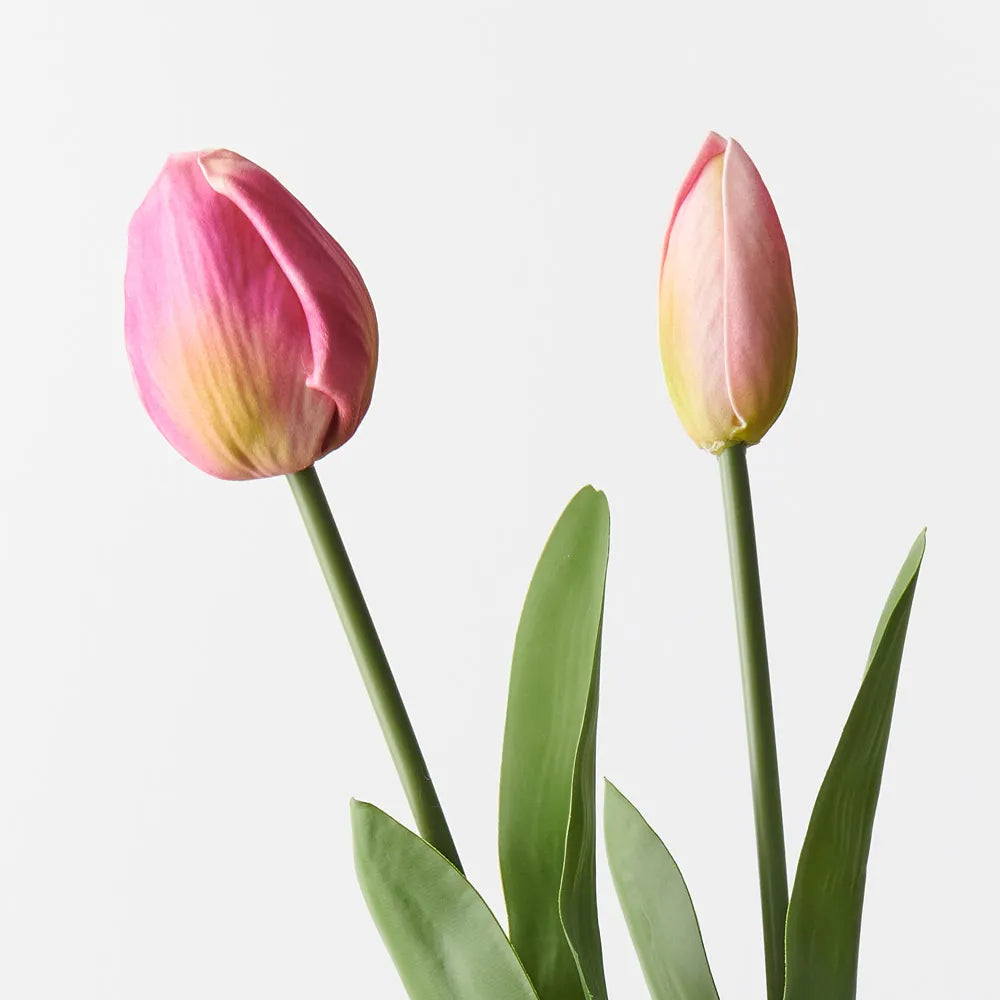 Tulip Bud & Bloom | Fuchsia