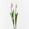 Tulip Bud & Bloom