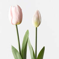 Tulip Bud & Bloom