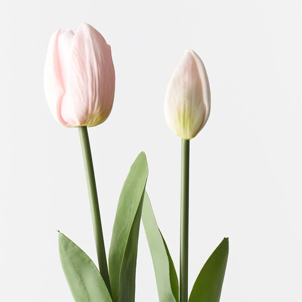 Tulip Bud & Bloom