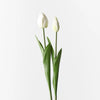 Tulip Bud & Bloom | White