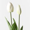 Tulip Bud & Bloom | White
