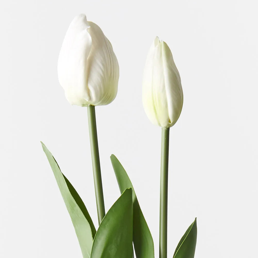 Tulip Bud & Bloom | White