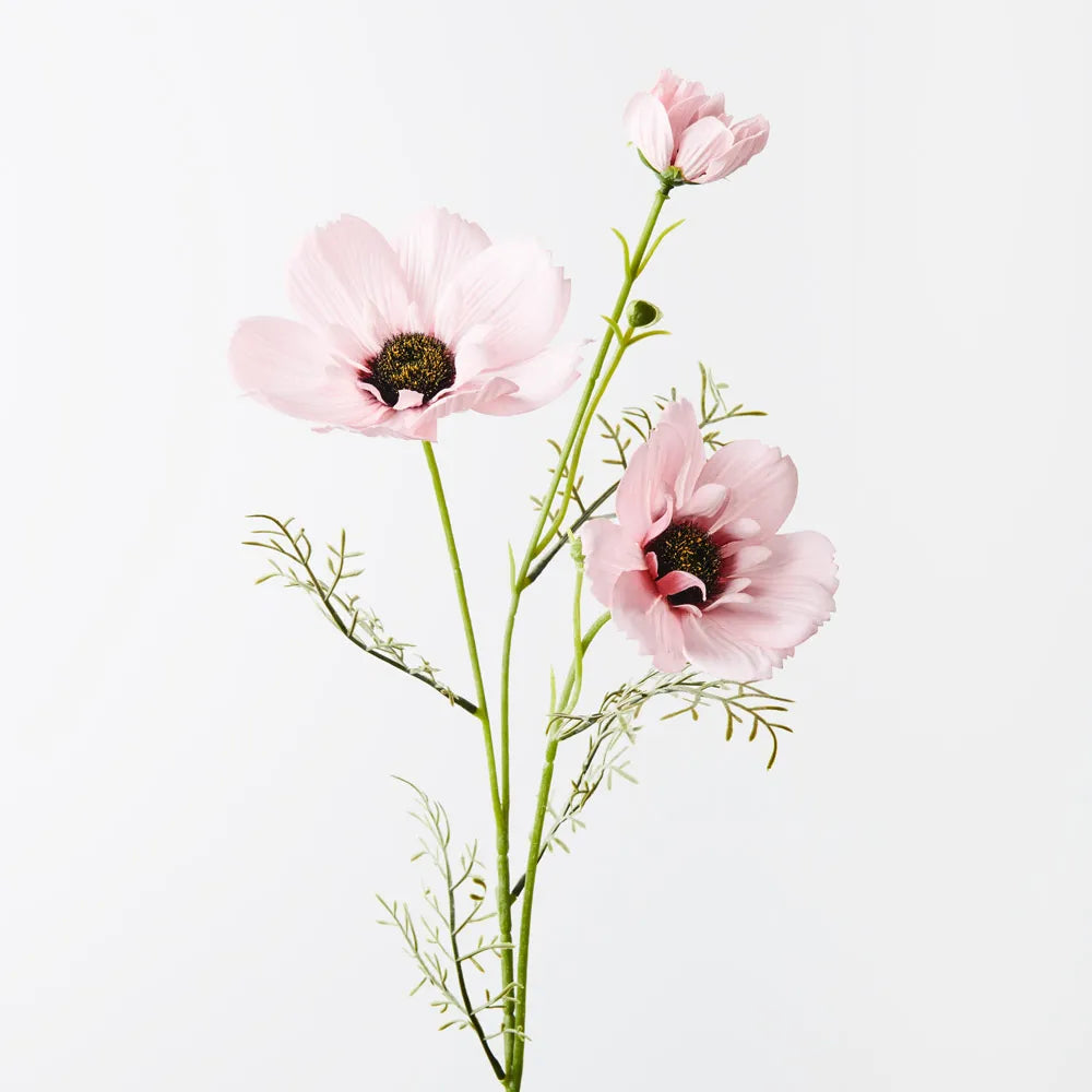 Coreopsis Spray | Light Pink