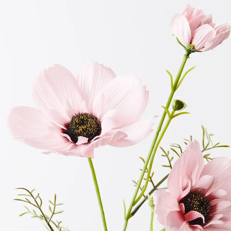 Coreopsis Spray | Light Pink