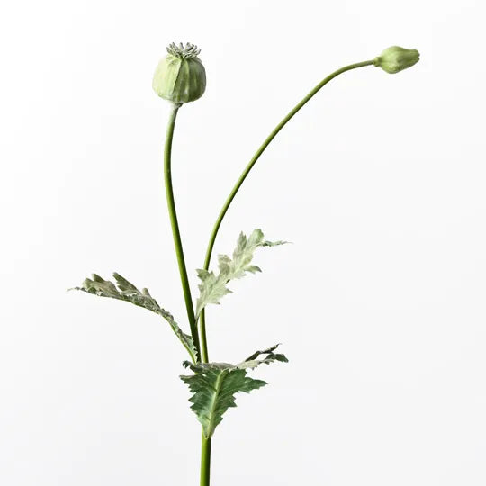 Poppy Bud Spray | Green