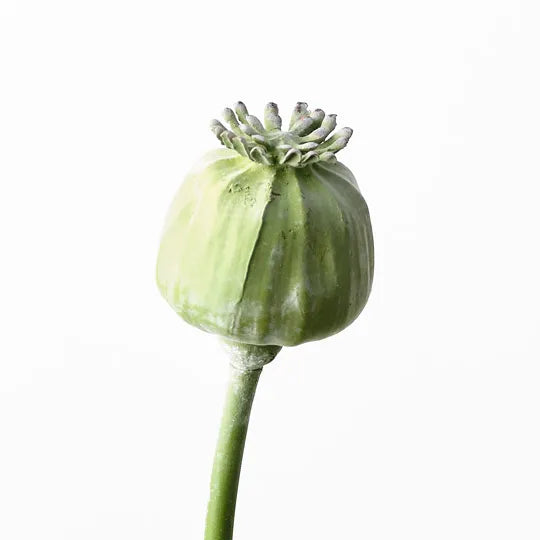 Poppy Bud Spray | Green