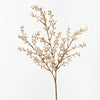 Wattle Spray | Natural