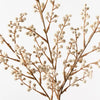 Wattle Spray | Natural