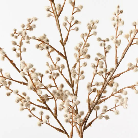 Wattle Spray | Natural