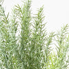 Rosemary Bush | Grey Green