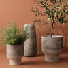 Rosemary Bush | Grey Green