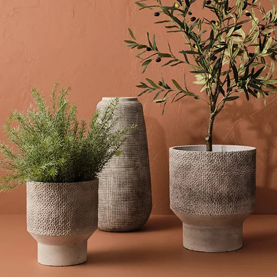 Rosemary Bush | Grey Green