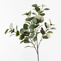 Eucalyptus Spray