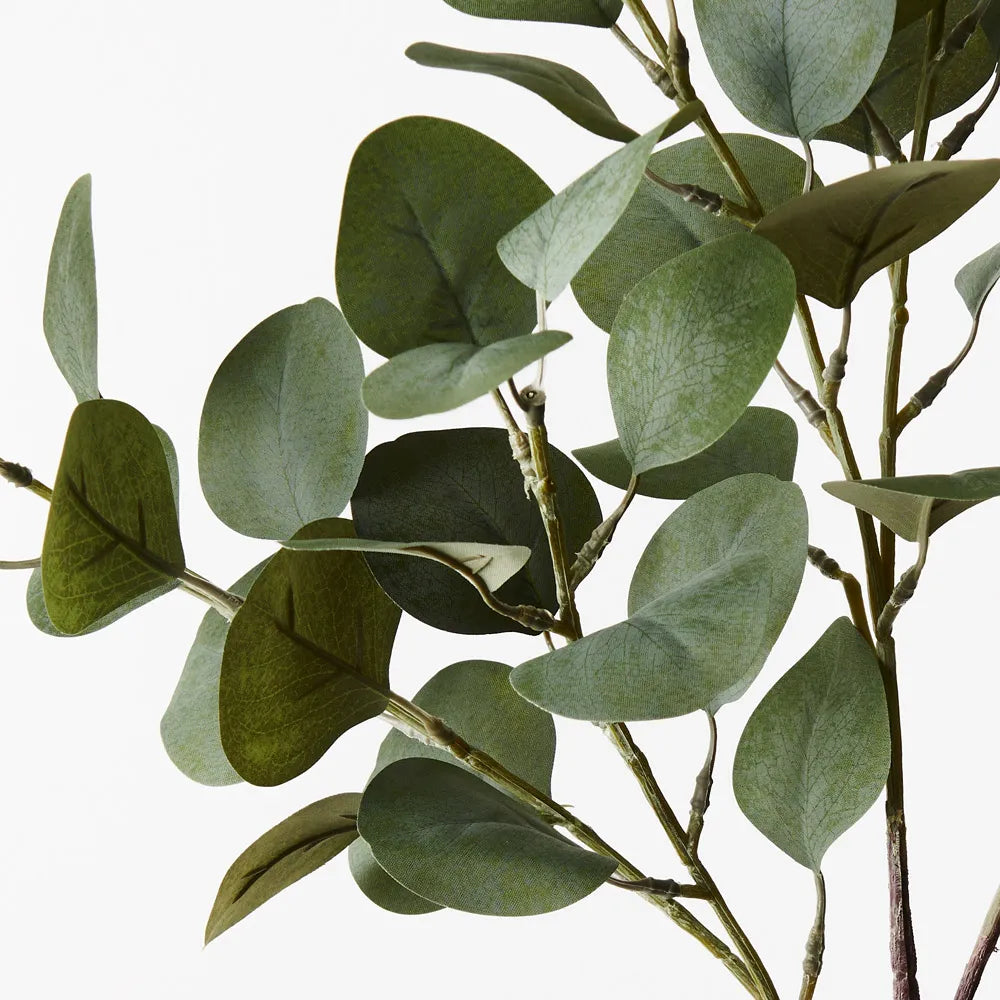 Eucalyptus Spray