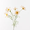 Cosmos Spray | Champagne