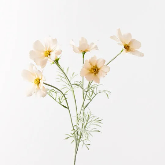 Cosmos Spray | Champagne