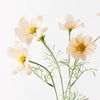 Cosmos Spray | Champagne