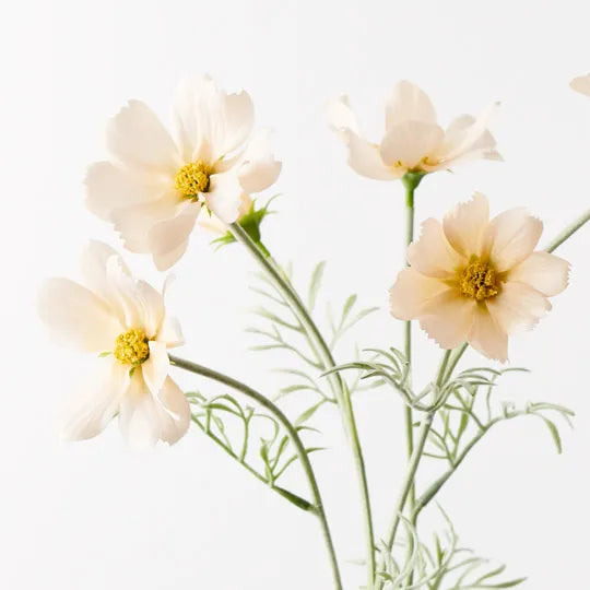 Cosmos Spray | Champagne