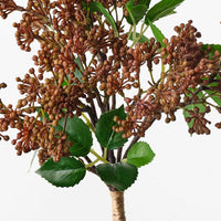 Sedum Bouquet | Brown