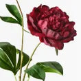 Peony Spray | Burgundy