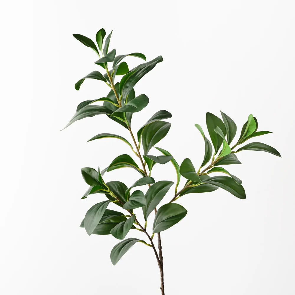 Ficus Spray Green