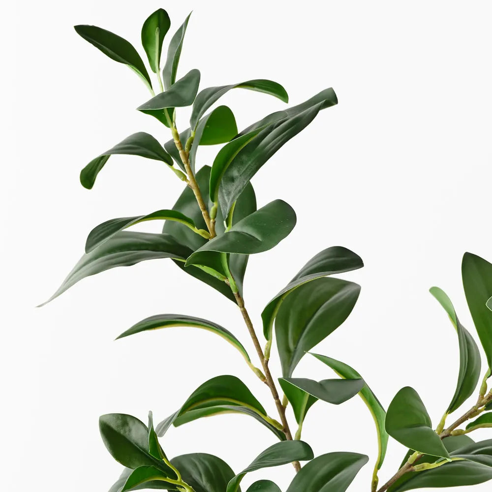 Ficus Spray Green