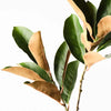 Magnolia Leaf Spray | Green