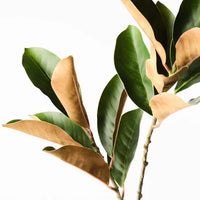 Magnolia Leaf Spray | Green