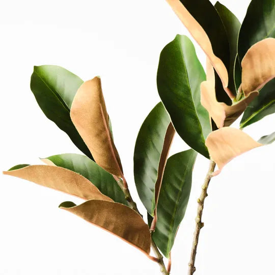 Magnolia Leaf Spray | Green