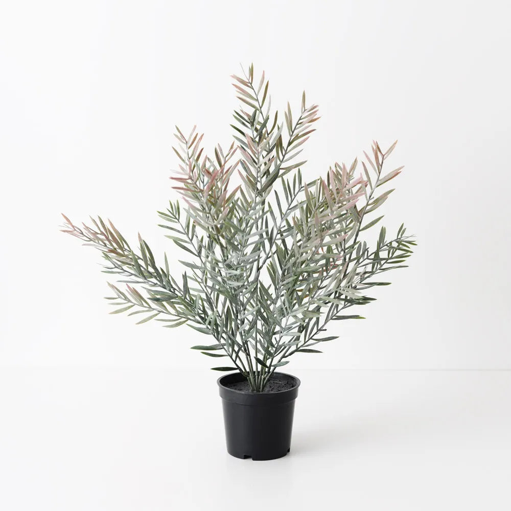 Acacia Leaf Plant Grey Pink
