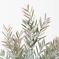 Acacia Leaf Plant Grey Pink