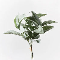 Lambs Ear Leaf Bouquet