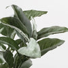 Lambs Ear Leaf Bouquet