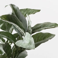 Lambs Ear Leaf Bouquet