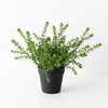 Sedum Plant | Green
