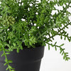 Sedum Plant | Green