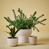 Sedum Plant | Green
