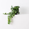 Locust Honey Plant | Green