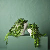 Locust Honey Plant | Green