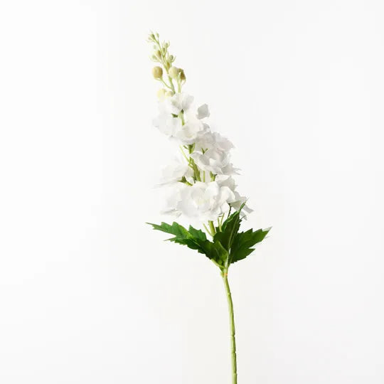 Delphinium | White