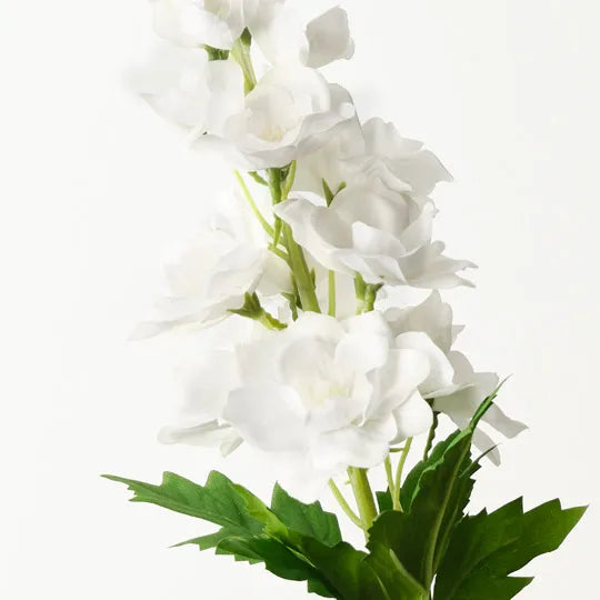 Delphinium | White