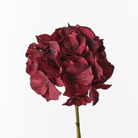Hydrangea Burgundy