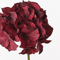 Hydrangea Burgundy