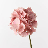 Hydrangea Dusty Pink